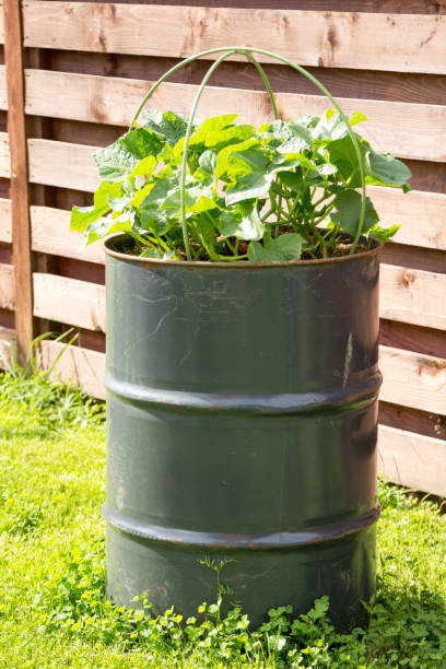 istock cucumbers growing in metal barrel 639851898