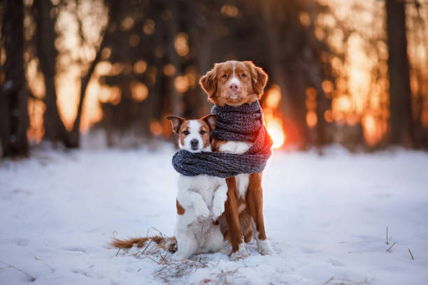 jack russell terrier cane e nova scotia anatra pedaggio retriever - animal dog winter snow foto e immagini stock