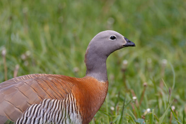 istock patagonian goose, birds, animals 639852036