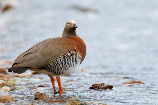 istock patagonian goose, birds, animals 639852086