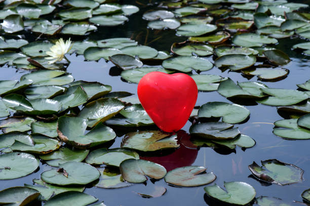 istock Lost heart on the lake, between water lilies 639852324