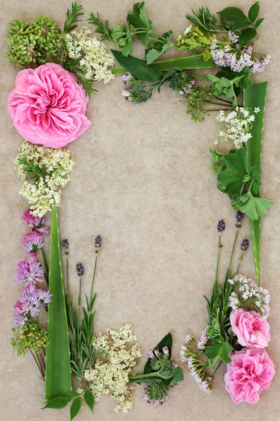 istock Medicinal Herb and Flower Border 639852638