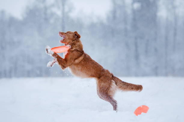istock Dog jumping over a stick in nature 639852732