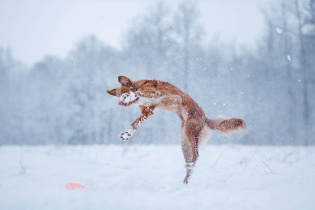 istock Dog jumping over a stick in nature 639852826