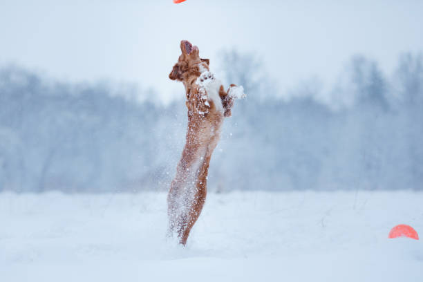 istock Dog jumping over a stick in nature 639853116