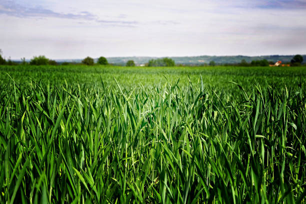 istock Green field on spring ,close-up 639853150