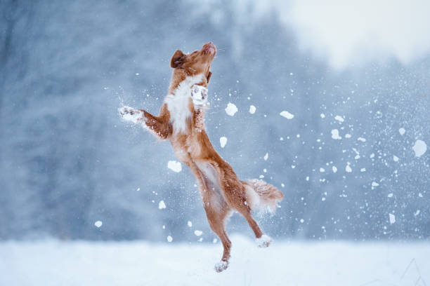 istock Dog playing in the field 639855154