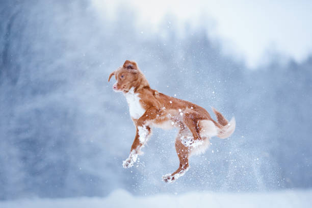 istock Dog playing in the field 639855612
