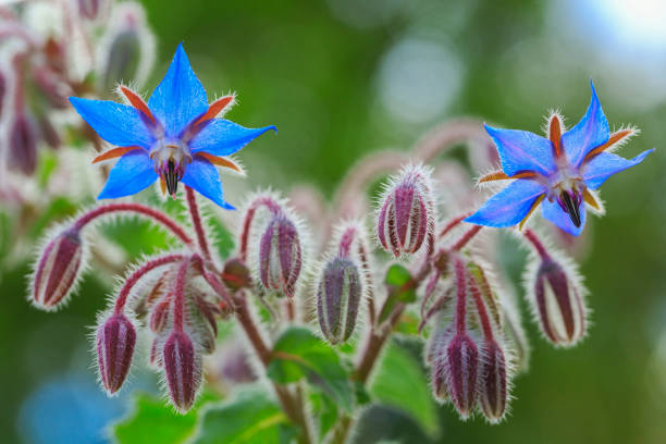 istock Borage flowers close up 639856408