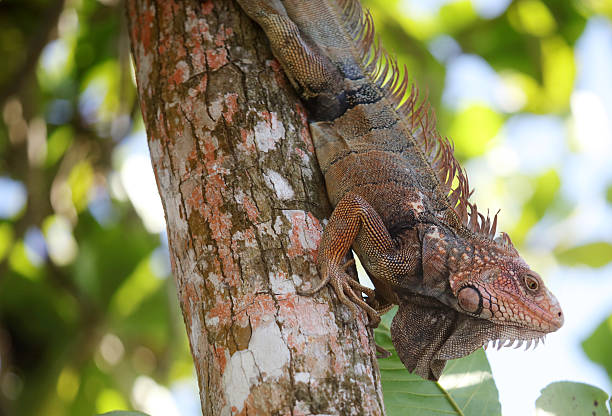 Iguana, Corcovado National Park