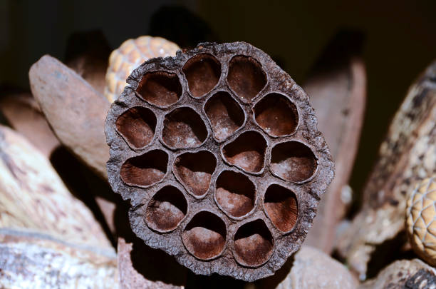 istock Lotus seed pod eye 639856672