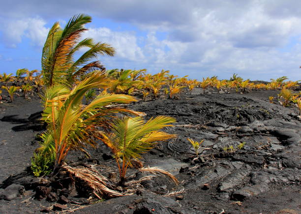 istock New life on black lava 639856936