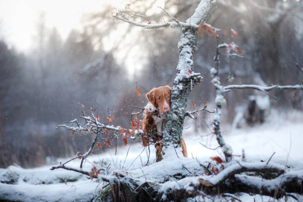 istock Retriever walks in the winter forest 639856954