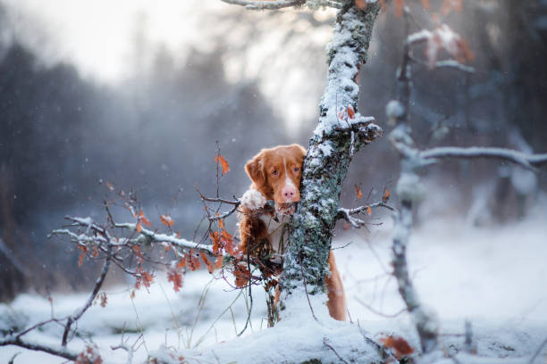 istock Retriever walks in the winter forest 639856998