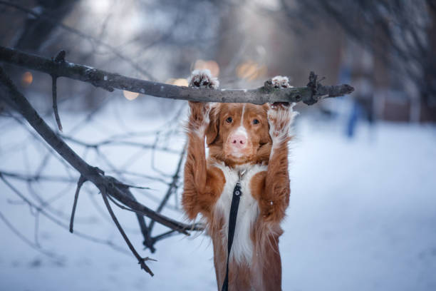 istock Retriever walks in the winter forest 639857054