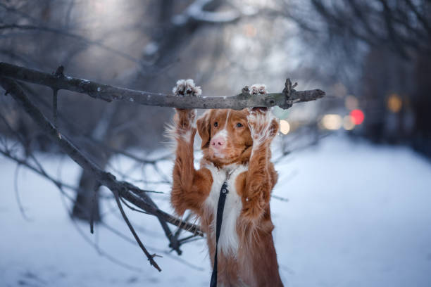 istock Retriever walks in the winter forest 639857104
