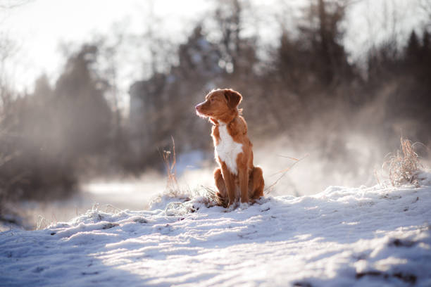 Portrait of dog in forest in winter