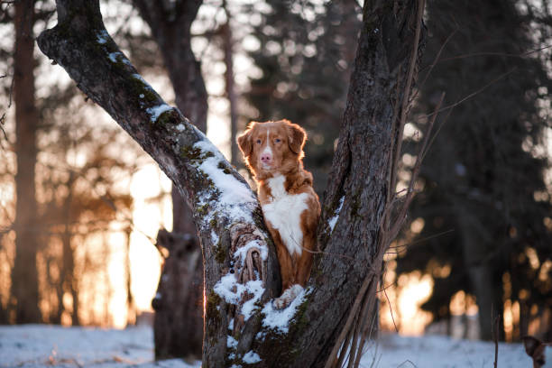 istock Retriever walks in the winter forest 639858014