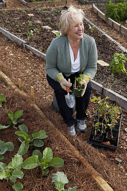 femme senior avec légumes du jardin communautaire - sc0588 vertical full length outdoors photos et images de collection