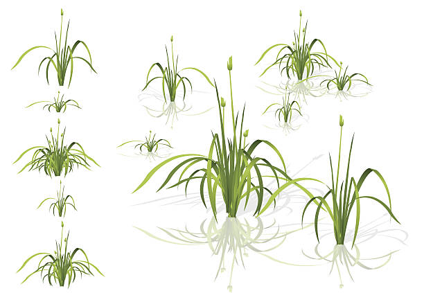 ilustrações de stock, clip art, desenhos animados e ícones de vector isolated reed. water plants in different variants with shadows. - water weed