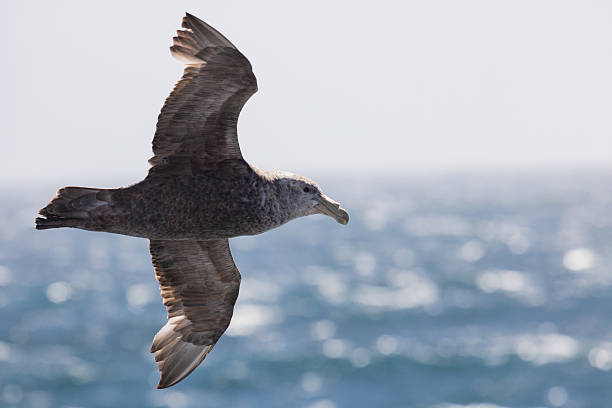 istock flying southern giant petral 639859256