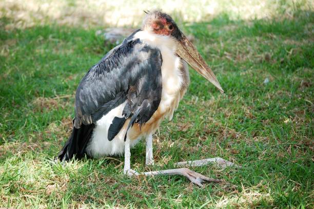 istock Large wading Marabou Stork undertaker bird 639861476