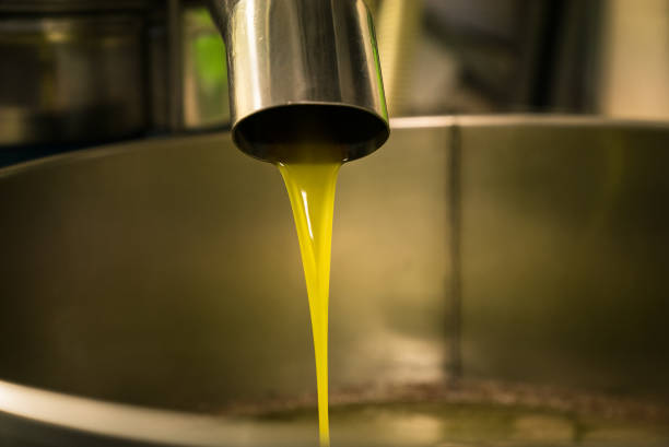 istock Processing of olive oil in a modern farm. 639861946