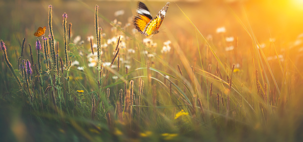 Butterflies on meadow at sunset