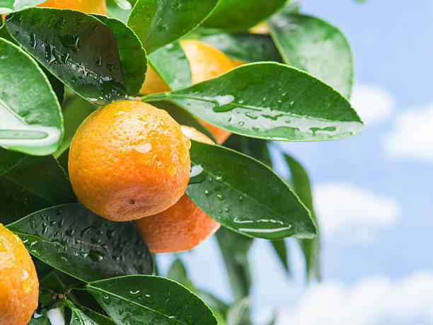istock Ripe tangerine fruits on the tree. 639862720