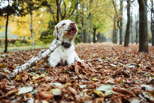 istock labrador playing with stick in park 639862740