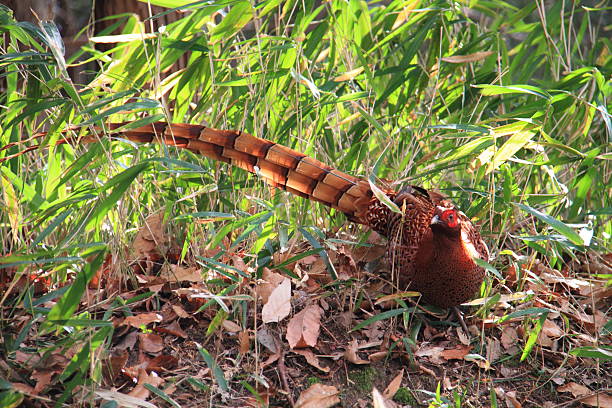 faisão de cobre - photograhy imagens e fotografias de stock