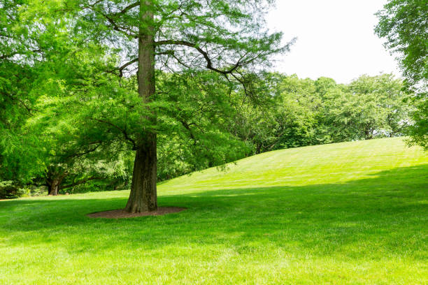 istock Green grass and trees on a meadow. 639864356
