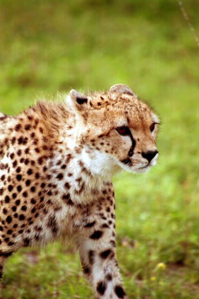 istock Cheetah, Maasai Mara Game Reserve, Kenya 639865296