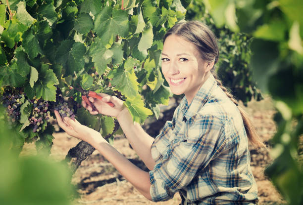 istock Young cheerful woman picking ripe grapes on vineyard 639866262