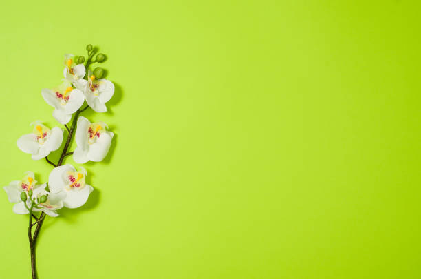 istock Flat lay green background with flowers and copy space 639866280