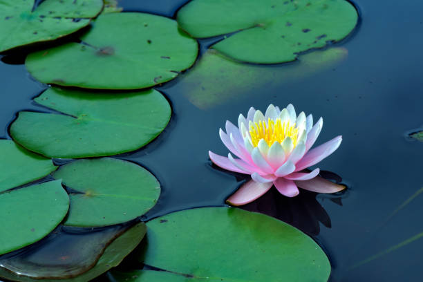 istock Pink water lily over blue and green lake 639866528