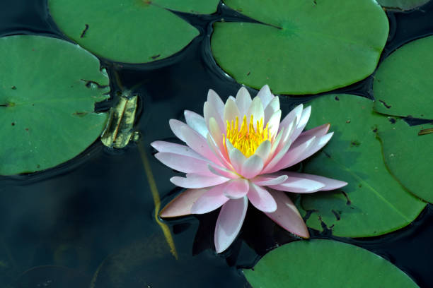 istock Pink water lily over blue and green lake 639866788