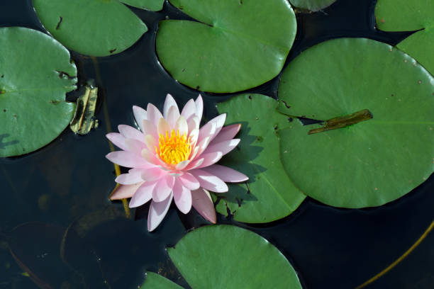 istock Pink water lily over blue and green lake 639866876