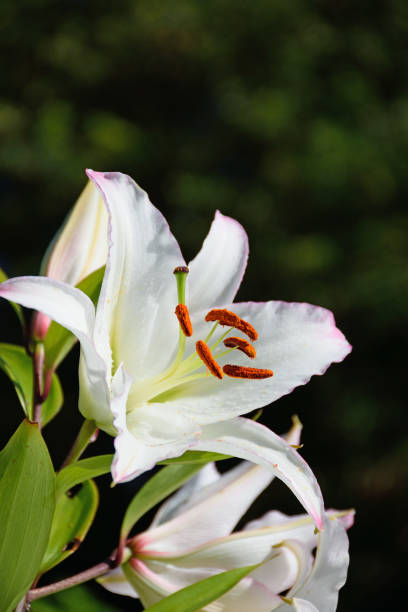 istock Large white Lily close up in Vyritsa Sunny summer day 639866904
