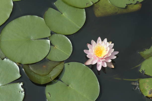 istock Pink water lily over blue and green lake 639866928