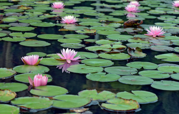 istock Pink water lily over blue and green lake 639867272