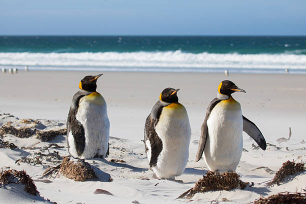 istock King penguin trio on the beach 639868012