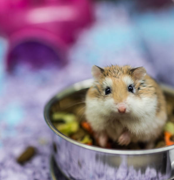 istock Robo dwarf hamster eating chewing food from bowl in cage 639868182