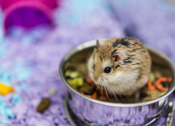 robo dwarf hamster eating chewing food from bowl in cage - bite size imagens e fotografias de stock