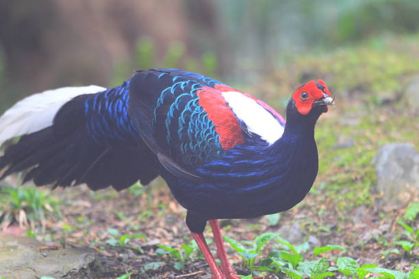 swinhoe's pheasant - photograhy imagens e fotografias de stock