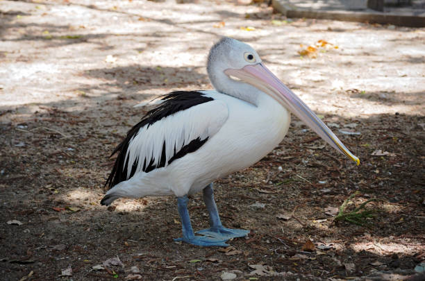 istock Australian Pelican Full Body 639868752