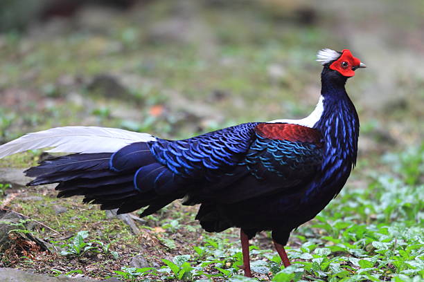 swinhoe's pheasant - photograhy imagens e fotografias de stock