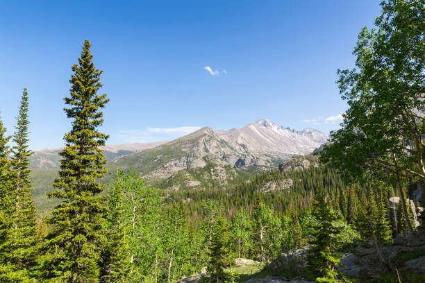 istock Long pine tree peaks  against rocky mountain 639869026