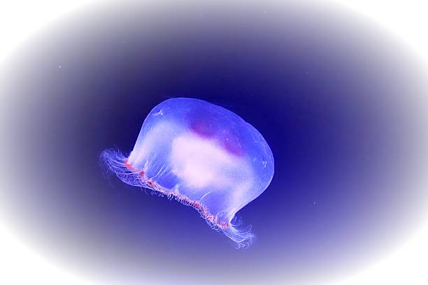istock Popular figure in an aquarium 639869452