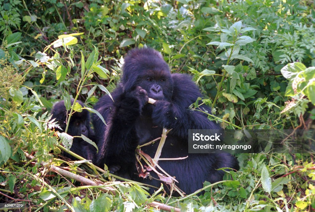 Mountain gorilla, Volcano National Park, Rwanda Mountain gorilla in Volcano National Park, Rwanda. Africa Stock Photo